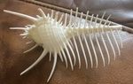 Venus comb murex, Murex pecten Natural Spiny Seashell Specimen Shells