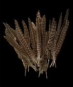 30 Pheasant Hen Feathers