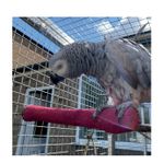 Parrot-Supplies Sanded Nail Trimming Parrot Perch - Large, Parrot Toy
