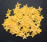 250x Yellow Pressed Flowers Small 1.8cm Natural Dried Floral Resin Craft Decor