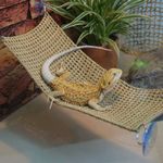 Hanging Lizard Hammock Pet Climbing Net Pet Bed Swing Reptile Hammock PetResting