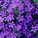 Campanula plug plants bellflower purple flowers evergreen perennial, pack of 6