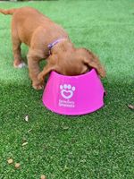 Two PINK Spaniel Bowls No More Soggy Ears