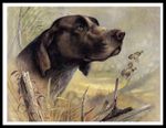 GERMAN SHORTHAIRED POINTER HEAD STUDY DOG ART PRINT POSTER