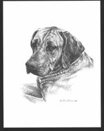 #340 RHODESIAN RIDGEBACK dog art print * Pen and ink drawing by Jan Jellins