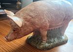 New  Quail Ceramics British Tamworth Money Box  - Piggy Bank -  Collectable