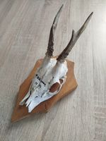 vintage Real  Skull with Horns, white bone, animal skull. Original 1970-80s. 06