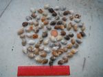 job lot of 100  N.Wales Dog  whelk shells , crafting  etc