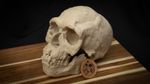 Jebel Irhoud Skull – Realistic 3D Printed Bone Model for Display