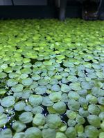 8x Premium Amazon Frogbit Tropical Water Lily Healthy Floating Aquarium Plants 