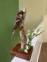 Taxidermy passer domesticus This Is Not A Protected Species