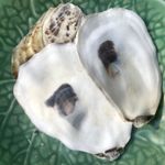 Oysters Shell Lids, Tops - Cornish Cream Striped. Small Medium 5-7cm