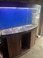 Dual Bow Front Fish Tank