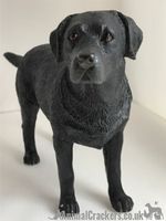 Black Labrador ornament quality lifelike figurine from Leonardo range Gift boxed
