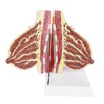 Female Breast Structure Model Clearly Visible Details Breast Cross-Section