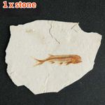 1x Real Fish Fossil From Western Liaoning China 150 Million Years Ago Lycoptera