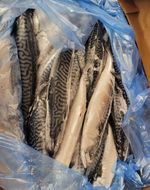 Frozen 20kg of  Mackerel Fish ,Next working day delivery England address only