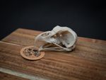 Life Size Eagle Owl Skull Replica – Realistic 3D Printed Bone Model Display