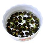 Lotus Flower Seeds Nelumbo nucifera Aquatic Water Lily Sacred Plant Pond Seeds~