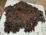 2180g Hebridean Whole Raw Sheep Fleece Straight from our Farm, 2026 Shearing E