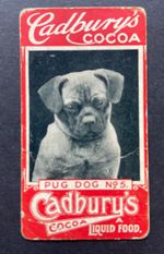 Extremely Rare Cadbury's Cocoa Dog Series #5 Pug Dog