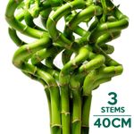 40cm Lucky Bamboo - 3 Spiral Stems - Indoor Plant Pot Garden Windowsill Bowl