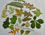 MIXED DRIED LEAVES | Pressed Leaves | Botanical Craft Projects | Moss Mount Leav