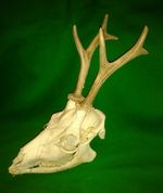 ROE BUCK DEER ANTLERS FULL SKULL Trophy Hunting Taxidermy