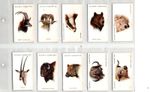 PLAYERS: Wild Animals Heads  1931 Full Set 50 Cigarette Cards