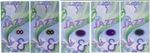 Complete Set 5 pcs HYBRID Test Note KBA -"Susi Opics / Jazz" DURASAFE - in XF !