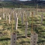 Biodegradable Tree Guards Young Tree Protection Tree Protection Tree Support