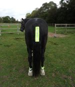 FLUORESCENT HI VIZ HORSE TAIL STRAP - YELLOW OR PINK - TAIL BANDAGE WITH CLIP