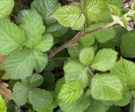 Large Bramble Branch Bundle  Stick Insect & Insect Food Organic Quick Delivery