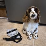 OGILVY SPRINGER SPANIEL Plush Brown Dog Retired Douglas Cuddle #2027 Basspro New