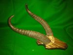 GERENUK SKULL HORNS Africa Safari Trophy Hunting Taxidermy
