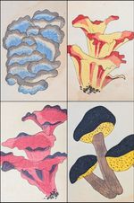 1918 Taisho Honzo Zufu Mushroom Botanical Japanese Woodblock Print Fungi Book