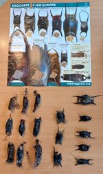 22 "Mermaids Purses" Nursehound, skate, ray egg cases Curiosity, tank decoration