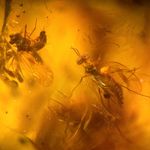 Detailed Fly in Burmese / Burmite amber fossil / 100% genuine amber 