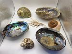 Bundle of 7 x Large Sea shells and Abalone Shell Dishes J