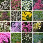 Nurseryman's Choice Alpine Mix Jumbo Plug Plants Rockery Garden