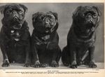 1930s Antique Pug Print Paul & Peter of Inver Vintage Champion Pugs  6608h