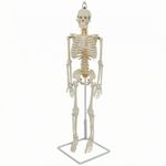 Skeleton Model with Stand Medical Human Skeleton Model Soft for Classroom