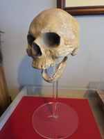 Vintage Looking Plastic/Foam Human Skull Mounted on Perspex Stand Momento Mori