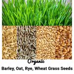10g-1kg Organic Wheatgrass Barley Oat Rye Seeds For Sprouting & Juicing Free P&P