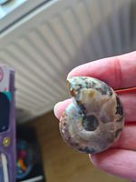Polished Ammonite Fossil Specimen, Natural Shape, Fossils