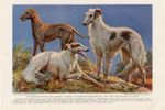 BORZOI HOUNDS OLD 1937 DOG ART PRINT by Artist EDMUND HERBERT MINER