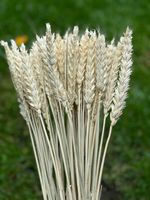 100-110 GRAMS DRIED WHEAT WEDDING FLOWERS CENTERPIECE DECORATION BLEACHED 18"