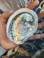 Extra large Abalone Shell For Isopods x1