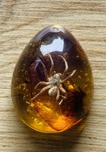 Polybern (Amber) Variety with Inclusion prehistoric spider 140 Million BC