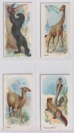 Cigarette Cards - Wild Animals of the World (W.D. & H.O. Wills) - 15 Cards
